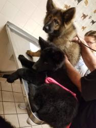 Lost Female Dog last seen Near Browning hollow Clintwood,Virginia, Clintwood, VA 24228