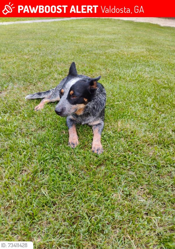 Lost Female Dog last seen Newsome Rd and 41 s, Valdosta, GA 31601