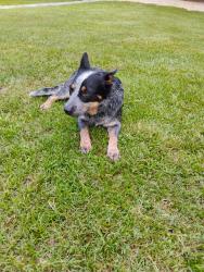 Lost Female Dog last seen Newsome Rd and 41 s, Valdosta, GA 31601