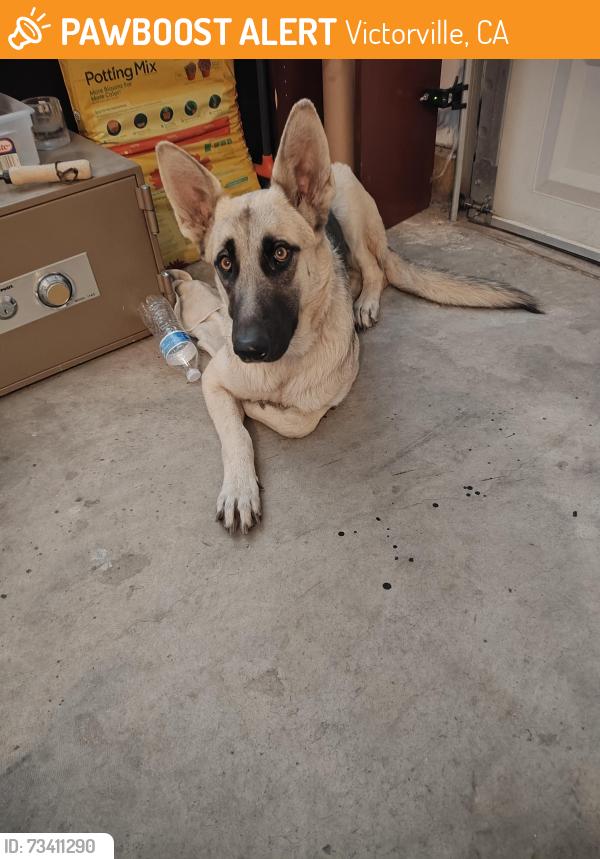 Found/Stray Female Dog last seen LaMesa and Shearwater Place, Victorville, CA 92392