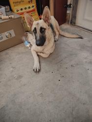 Found/Stray Female Dog last seen LaMesa and Shearwater Place, Victorville, CA 92392