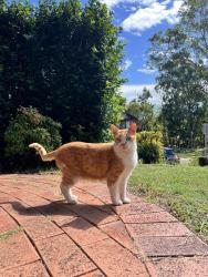 Reunited Male Cat last seen Evesham Court, Barina Downs Road and Brookhollow Avenue, Norwest, NSW 2153