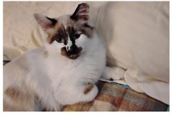 Lost Male Cat last seen masonboro loop, masonboro sound, Shorewood hills drive, Wilmington, NC 28409
