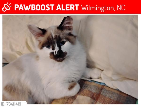 Lost Male Cat last seen masonboro loop, masonboro sound, Shorewood hills drive, Wilmington, NC 28409