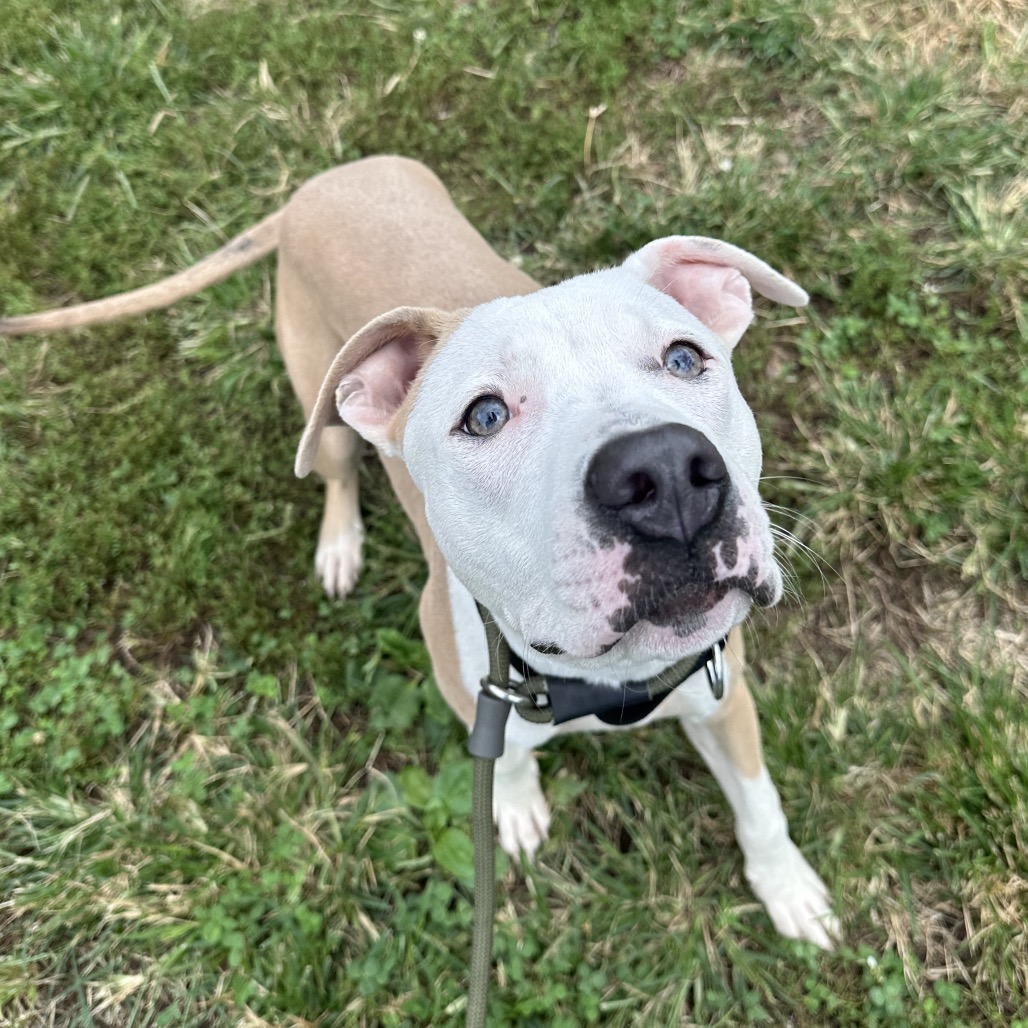 Shelter Stray Male Dog last seen , Animal Care & Control Team of Philly, 111 W Hunting Park Ave, Philadelphia, PA 19140, USA