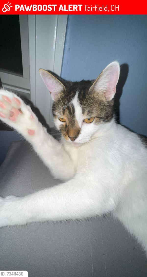 Lost Male Cat last seen Near southgatw, Fairfield, OH 45014