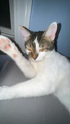 Lost Male Cat last seen Near southgatw, Fairfield, OH 45014