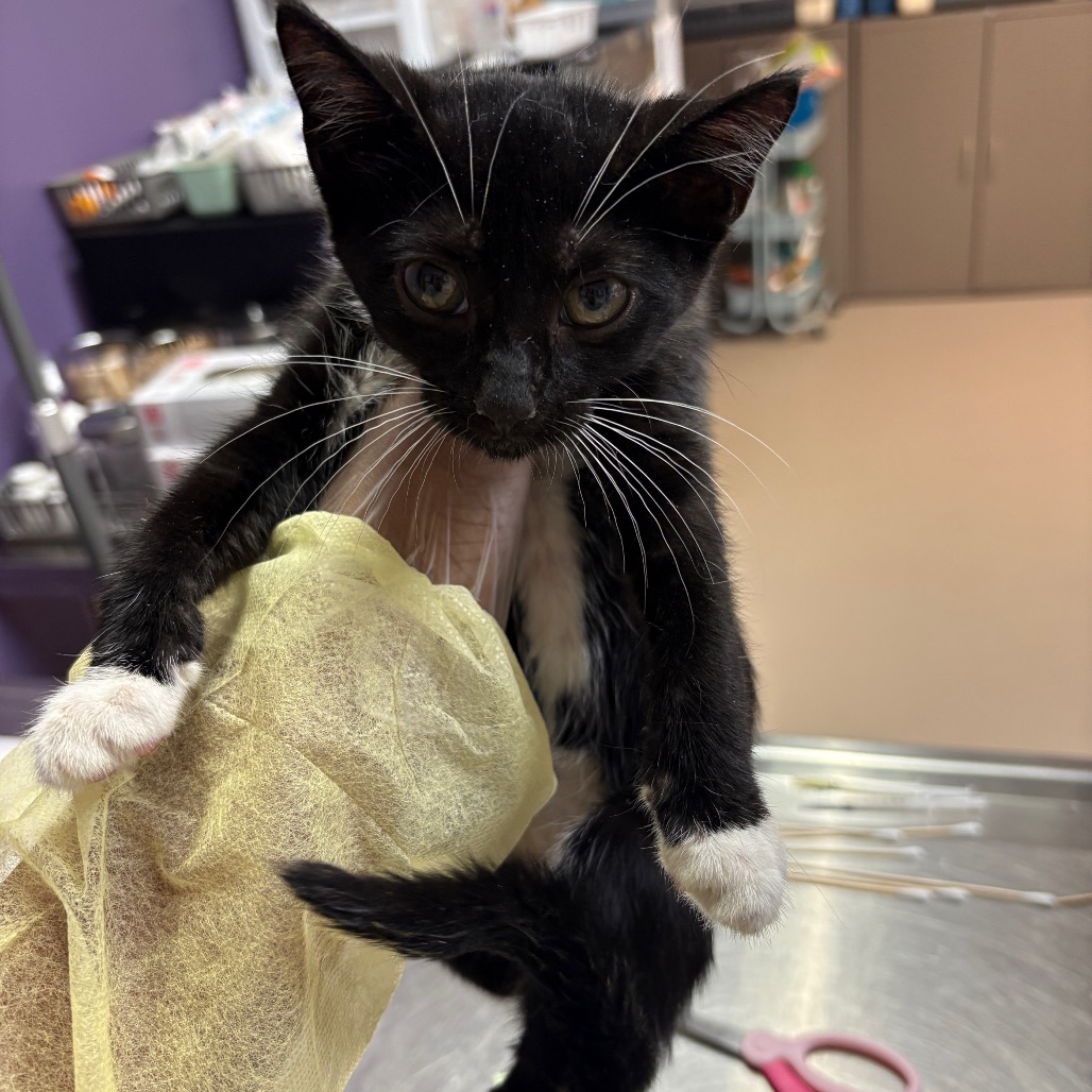 Shelter Stray Female Cat last seen , 1244 N Delsea Dr, Vineland, NJ 08360, USA