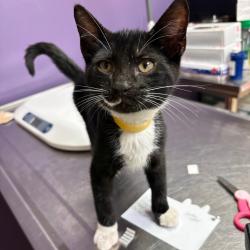 Shelter Stray Male Cat last seen , 1244 N Delsea Dr, Vineland, NJ 08360, USA