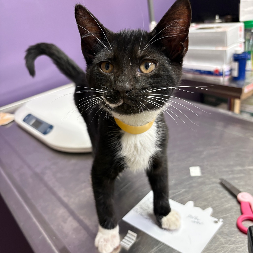 Shelter Stray Male Cat last seen , 1244 N Delsea Dr, Vineland, NJ 08360, USA