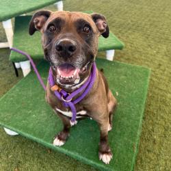 Shelter Stray Female Dog last seen , 361 S Raymond Ave, Pasadena, CA 91105, USA