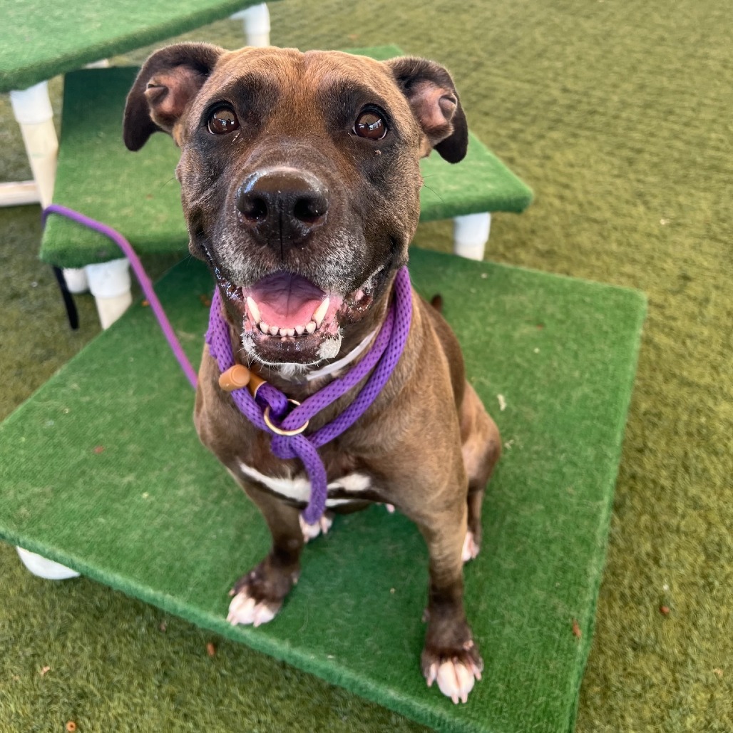 Shelter Stray Female Dog last seen , 361 S Raymond Ave, Pasadena, CA 91105, USA