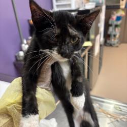 Shelter Stray Male Cat last seen , 1244 N Delsea Dr, Vineland, NJ 08360, USA