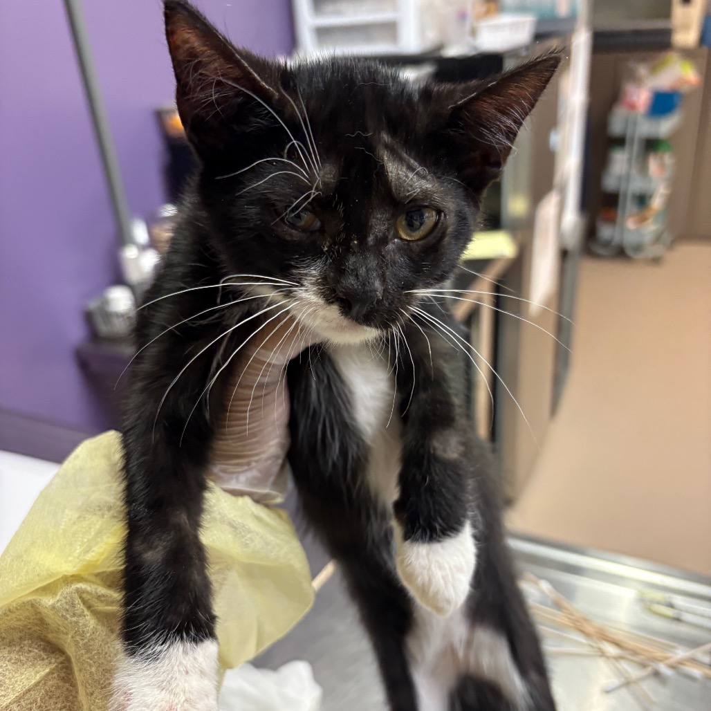 Shelter Stray Male Cat last seen , 1244 N Delsea Dr, Vineland, NJ 08360, USA