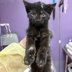 Shelter Stray Female Cat last seen , 1244 N Delsea Dr, Vineland, NJ 08360, USA