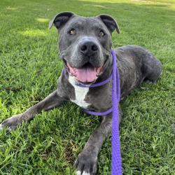 Shelter Stray Male Dog last seen , 361 S Raymond Ave, Pasadena, CA 91105, USA