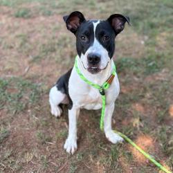 Shelter Stray Female Dog last seen , 328 Furman Hall Rd, Greenville, SC 29609, USA