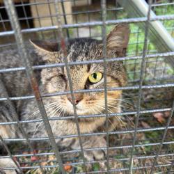 Shelter Stray Unknown Cat last seen , 980 Guilford College Rd, Greensboro, NC 27409, USA