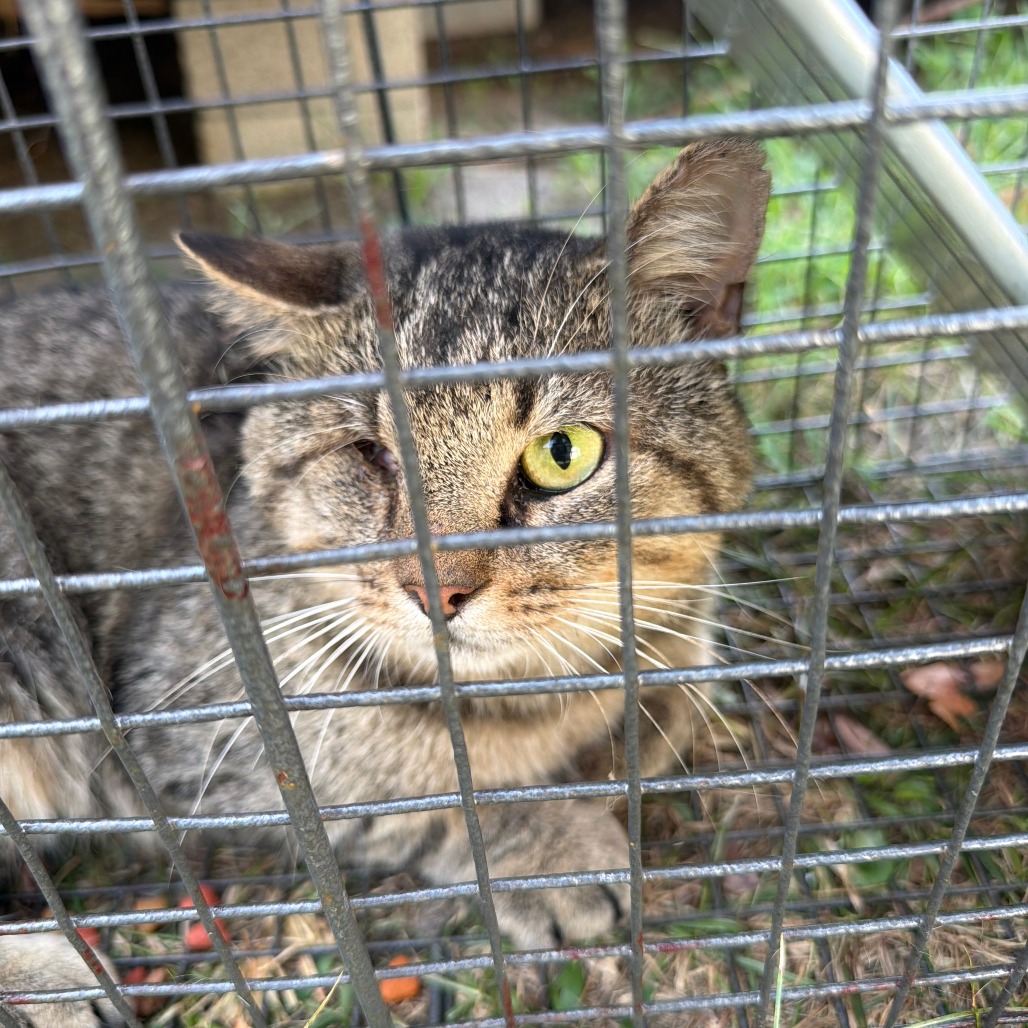 Shelter Stray Unknown Cat last seen , 980 Guilford College Rd, Greensboro, NC 27409, USA