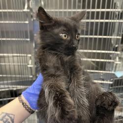 Shelter Stray Male Cat last seen , 980 Guilford College Rd, Greensboro, NC 27409, USA