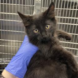 Shelter Stray Male Cat last seen , 980 Guilford College Rd, Greensboro, NC 27409, USA
