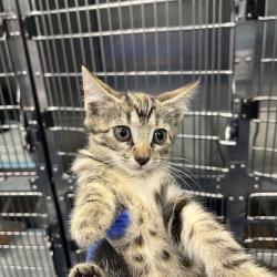 Shelter Stray Unknown Cat last seen , 980 Guilford College Rd, Greensboro, NC 27409, USA