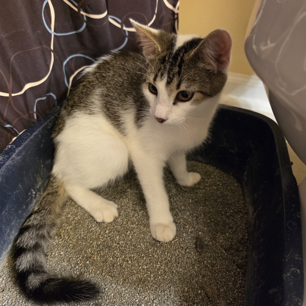 Shelter Stray Male Cat last seen , 980 Guilford College Rd, Greensboro, NC 27409, USA