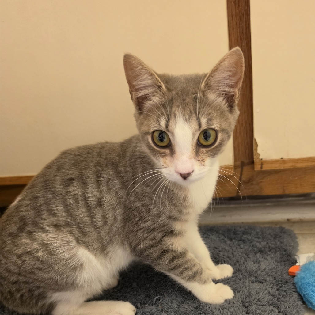Shelter Stray Male Cat last seen , 980 Guilford College Rd, Greensboro, NC 27409, USA