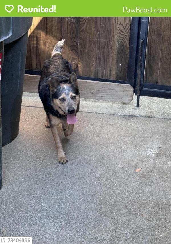 Reunited Unknown Dog last seen Walerga & Don Julio, North Highlands, CA 95660