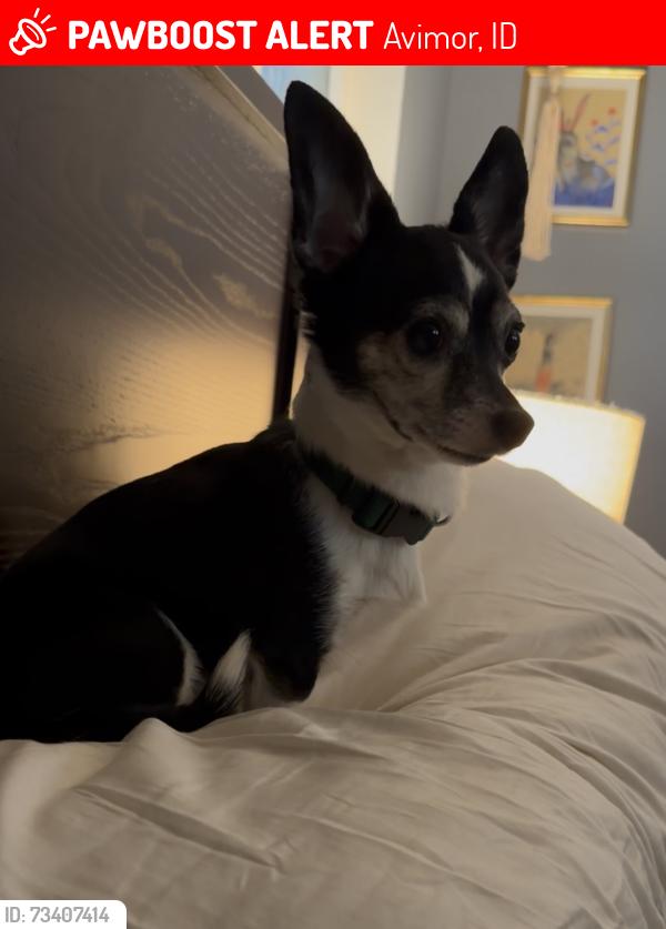 Lost Male Dog last seen W Rowan, Avimor, ID 83714