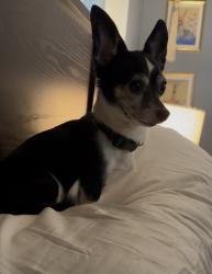 Lost Male Dog last seen W Rowan, Avimor, ID 83714