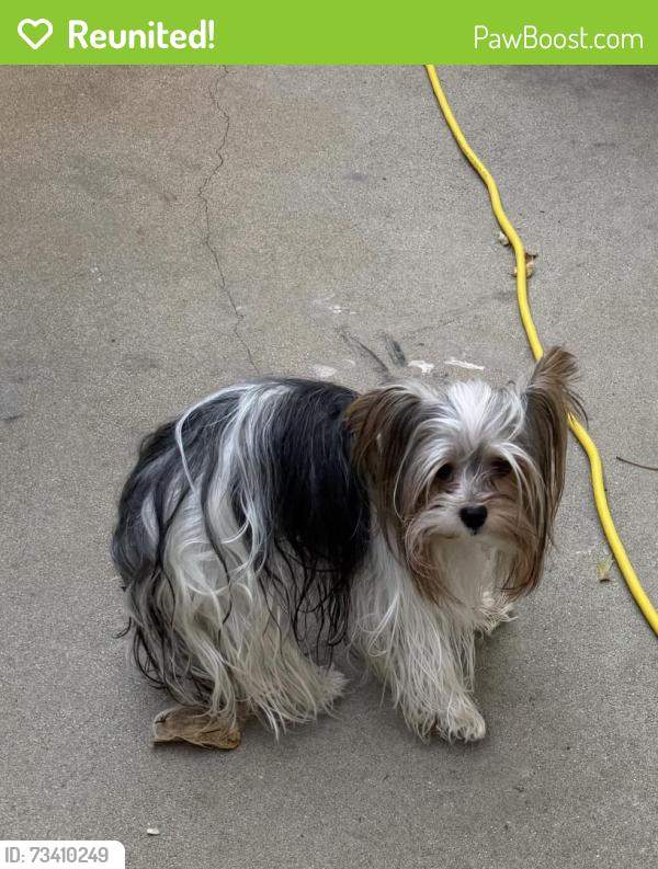 Reunited Male Dog last seen Carillion/Vauxhall, Galt, CA 95632
