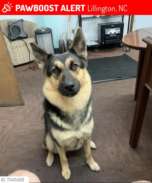 Lost Female Dog last seen Mamers Rd. And Old US 421, Lillington, NC 27546