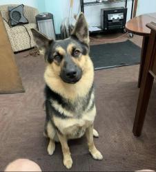 Lost Female Dog last seen Mamers Rd. And Old US 421, Lillington, NC 27546
