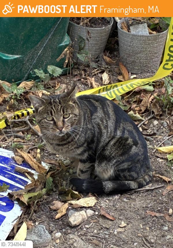 Found/Stray Unknown Cat last seen Beacon St and Ruth Drive, Framingham, MA 01701