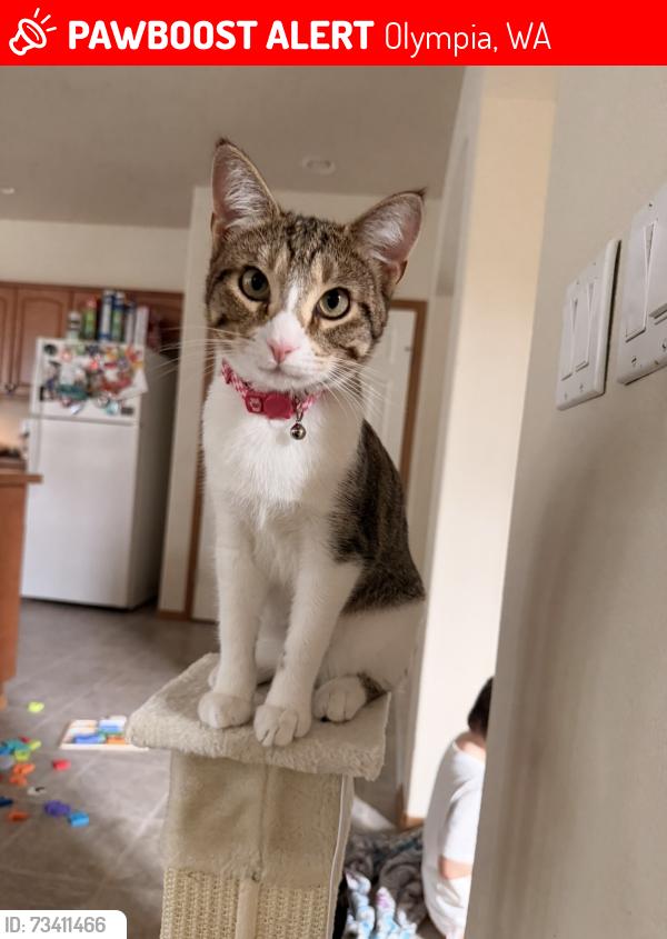 Lost Female Cat last seen Kaiser Street, Olympia, WA 98502