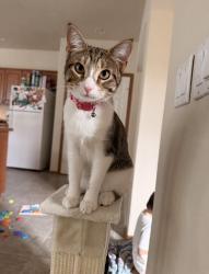 Lost Female Cat last seen Kaiser Street, Olympia, WA 98502
