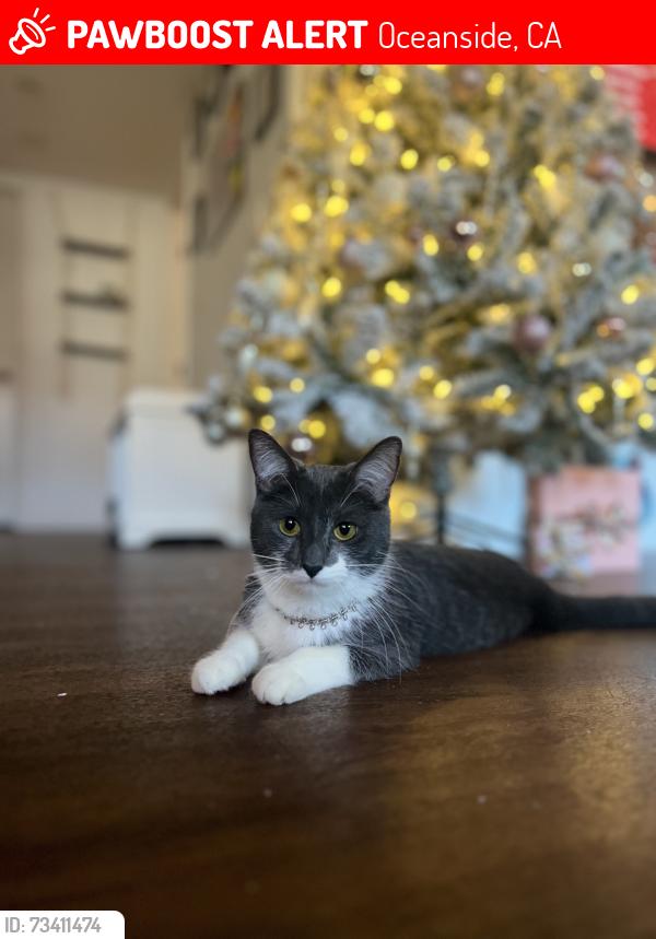 Lost Female Cat last seen Oceanside area, Oceanside, CA 92054