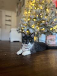 Lost Female Cat last seen Oceanside area, Oceanside, CA 92054