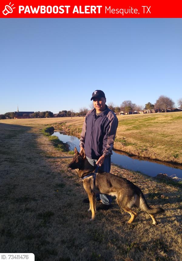 Lost Male Dog last seen Apollo way, Mesquite, TX 75150