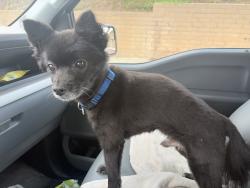 Found/Stray Male Dog last seen Puente St SAN DIMAS CA, San Dimas, CA 91724