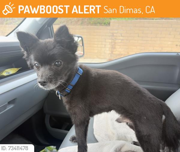 Found/Stray Male Dog last seen Puente St SAN DIMAS CA, San Dimas, CA 91724