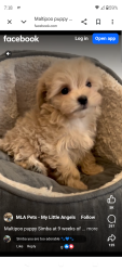 Lost Male Dog last seen Seneca, Victorville, CA 92307