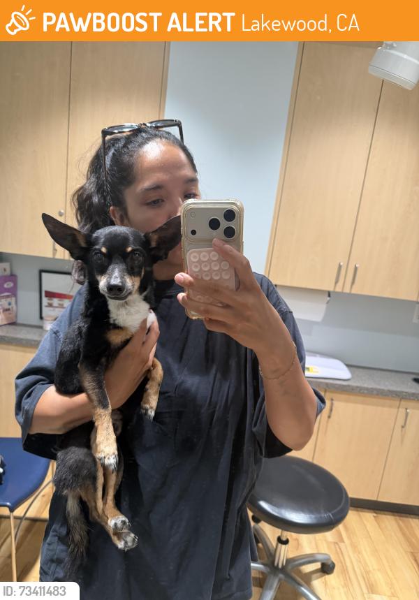 Found/Stray Male Dog last seen Near Lakewood and sterns, Lakewood, CA 90712