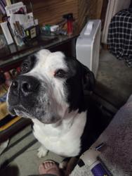 Lost Male Dog last seen By nippersink golf course, Genoa City, WI 53128