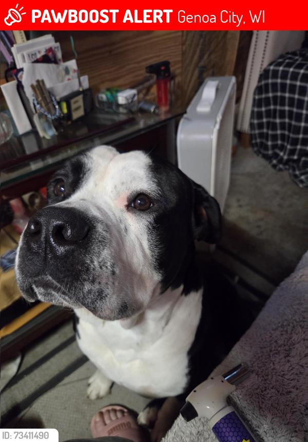 Lost Male Dog last seen By nippersink golf course, Genoa City, WI 53128