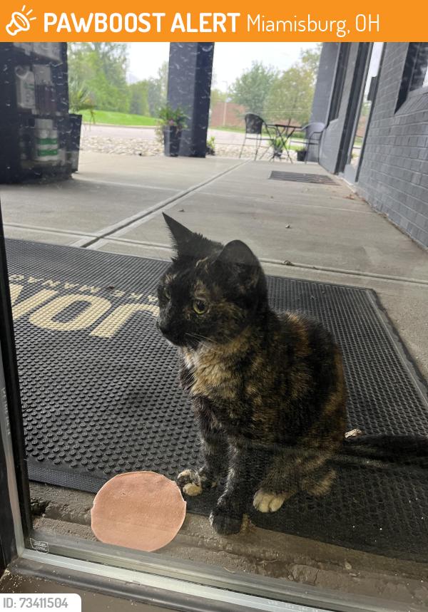 Found/Stray Unknown Cat last seen Byers road, Miamisburg, OH 45342