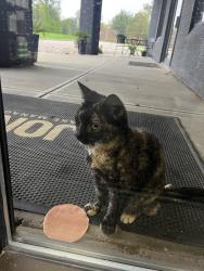Found/Stray Unknown Cat last seen Byers road, Miamisburg, OH 45342