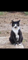 Lost Female Cat last seen Perry st, w 7th Avenue, Newton st, Denver, CO 80204