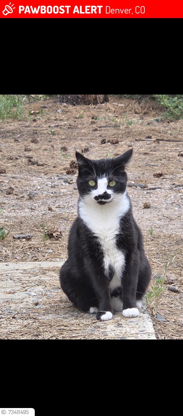 Lost Female Cat last seen Perry st, w 7th Avenue, Newton st, Denver, CO 80204